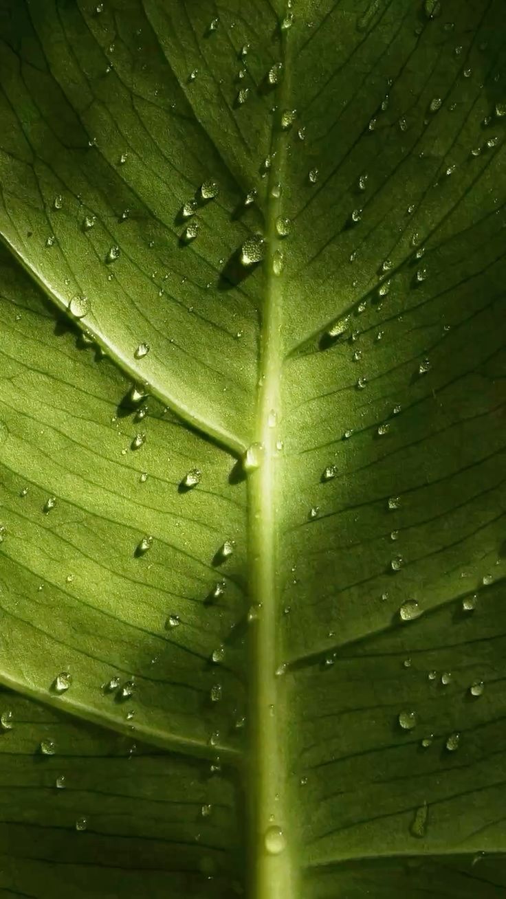 Backlit leaf veins with water droplets