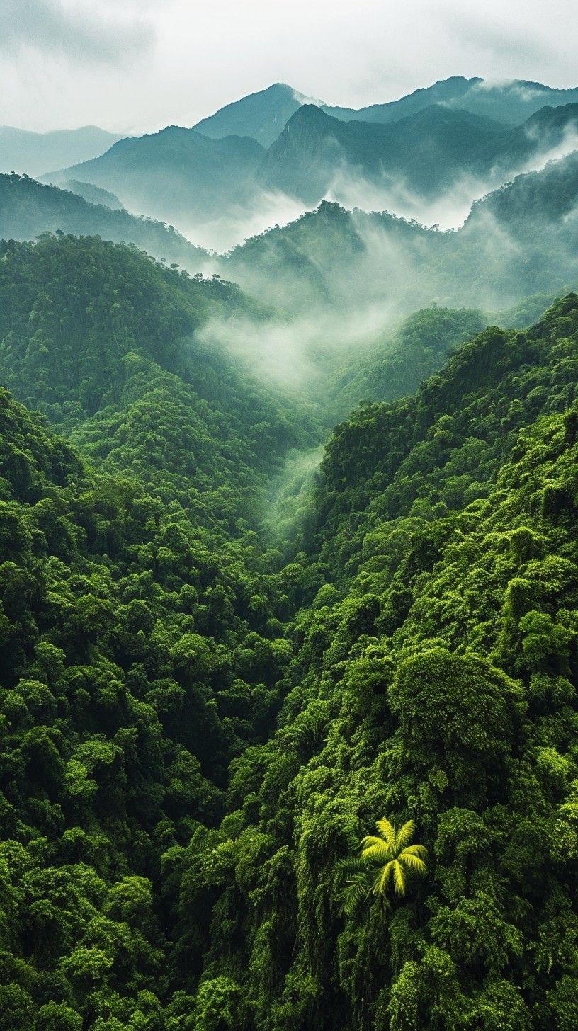 Misty green forest canopy
