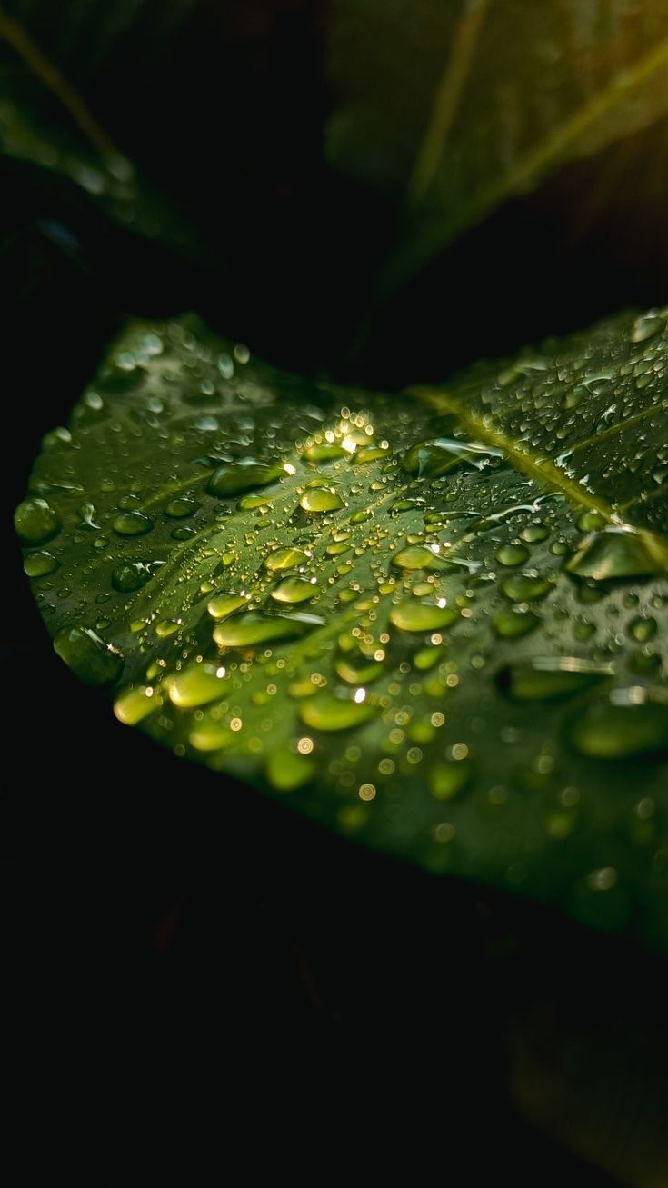 Dew drops on a leaf in sunlight