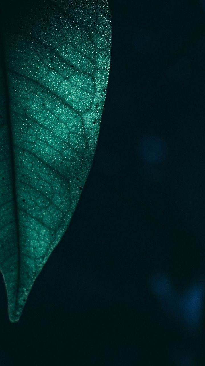 Deep teal leaf texture